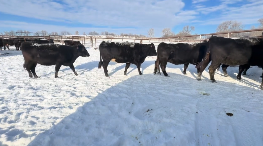 What an opportunity, March for 75 days calving!- BC1208D5